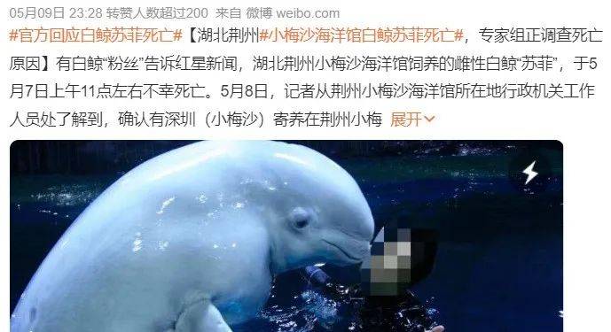 今年暑期海洋公园们走到生死边缘